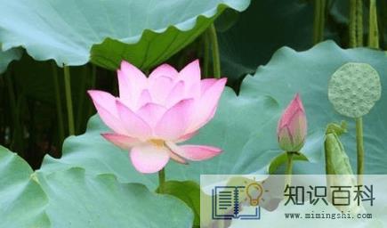 ​荷花是什么时候开的早上还是晚上2