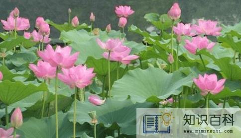 ​荷花是什么时候开的早上还是晚上3