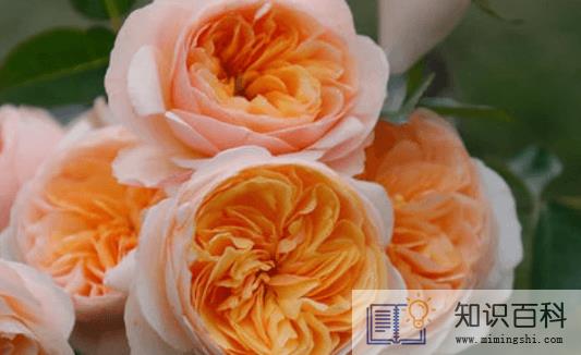 朱丽叶玫瑰多少钱一朵2