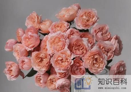朱丽叶玫瑰多少钱一朵4