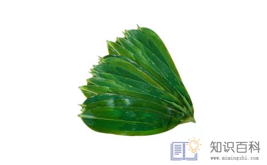 新鲜粽叶为什么不香2
