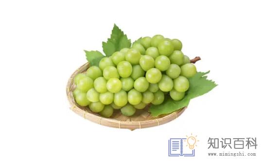 阳光玫瑰葡萄和晴王葡萄是一个品种吗2