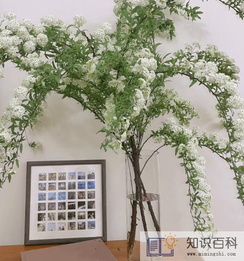 小手球怎么醒花2
