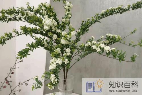 小手球怎么醒花3