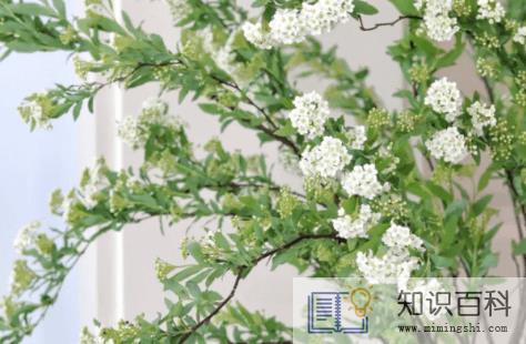 小手球花期一般是多久1