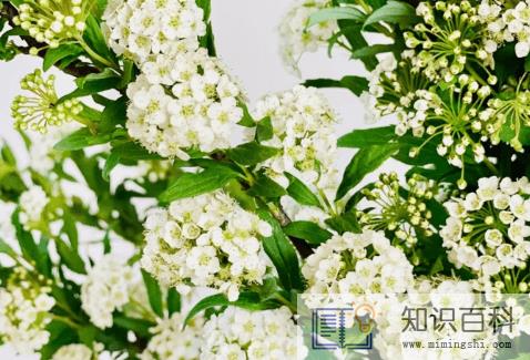 小手球花期一般是多久2