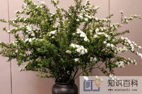 小手球花期一般是多久3