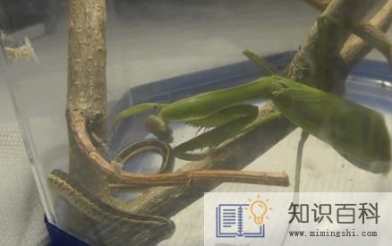 蛇为什么怕螳螂1