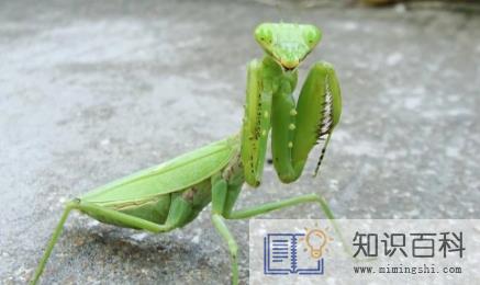 蛇为什么怕螳螂2