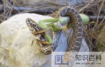 蛇为什么怕螳螂4