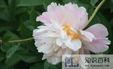 芍药是白芍还是赤芍1