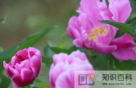 芍药是白芍还是赤芍2