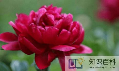 芍药是白芍还是赤芍3