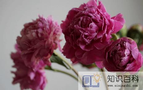 春天栽的芍药几年开花1