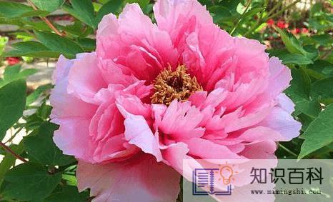 春天栽的芍药几年开花3