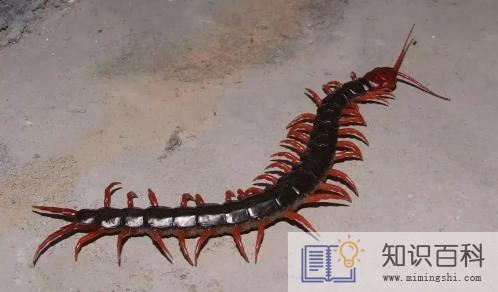 为什么不能踩死蜈蚣2