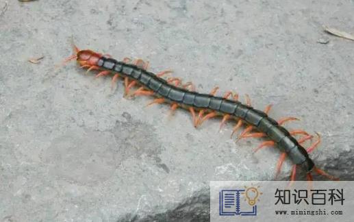 为什么不能踩死蜈蚣3