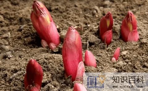 3年芍药根一斤多少钱1