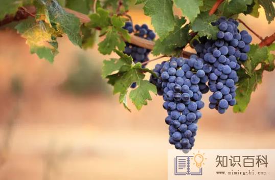 葡萄表面的白霜是酵母菌吗1