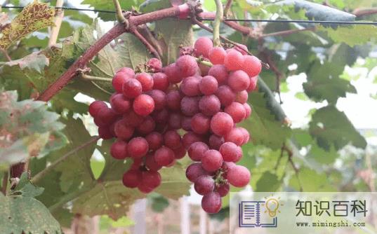 葡萄表面的白霜是酵母菌吗3