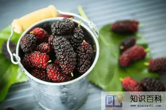 桑葚一次可以吃一斤吗1