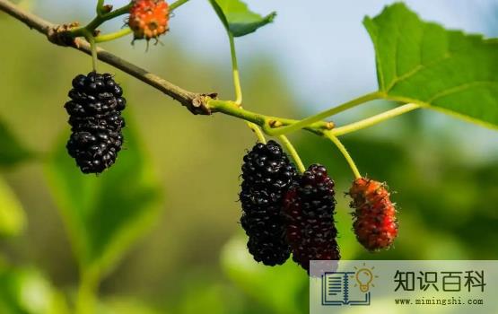 桑葚一次可以吃一斤吗4
