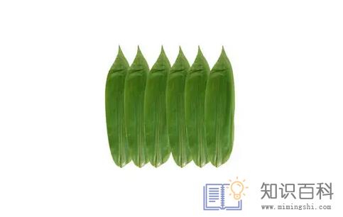 粽子叶是老的好还是嫩的好2