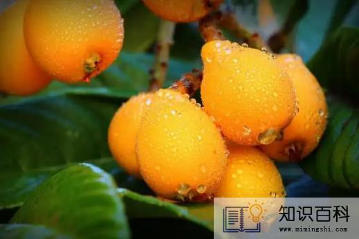 枇杷放冰箱会变酸吗3