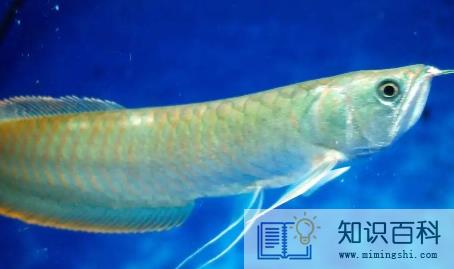 银龙鱼三天不喂食会死吗1