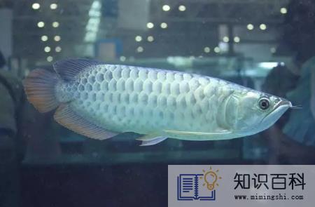 银龙鱼三天不喂食会死吗2