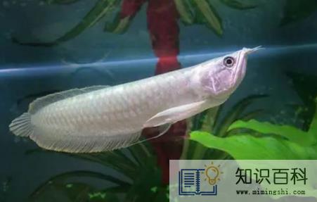 银龙鱼三天不喂食会死吗3
