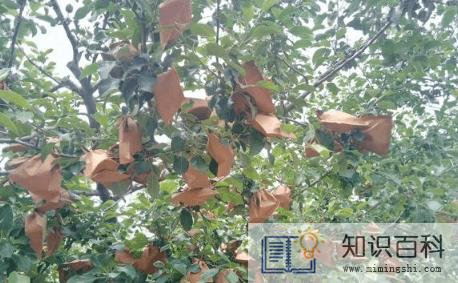 2022年南方端午节有什么活动3