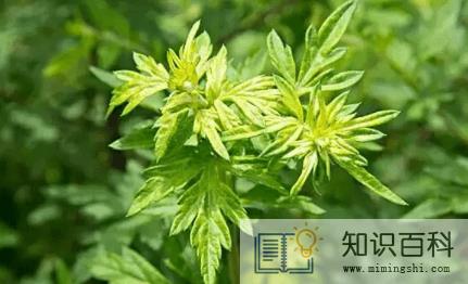 艾草可以熏肚脐吗 2