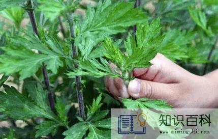 艾草可以熏肚脐吗 3