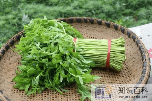 芦蒿吃叶子还是杆子1