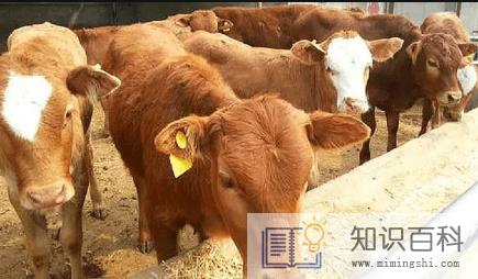 现在农村养什么最赚钱20221