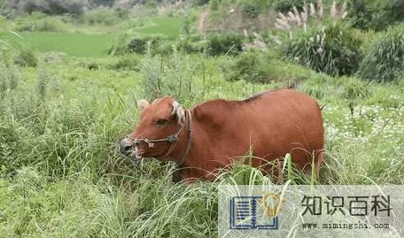 现在农村养什么最赚钱20222