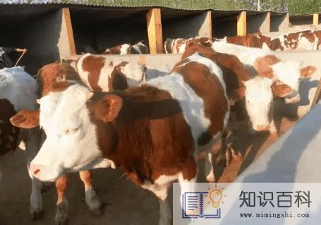 现在农村养什么最赚钱20223
