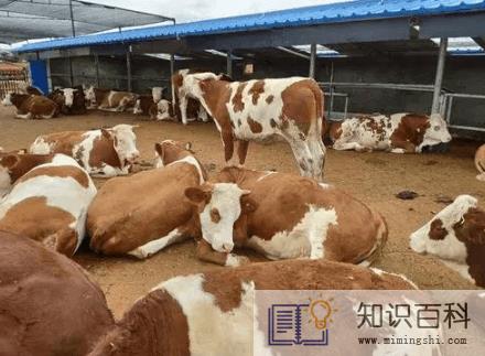 现在农村养什么最赚钱20224