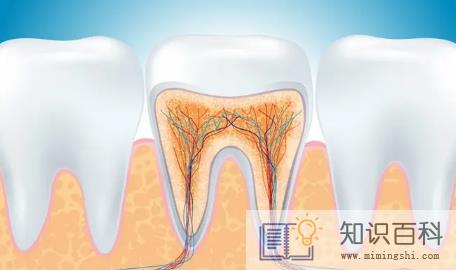 牙结石掉了牙龈空了牙齿会不会掉1