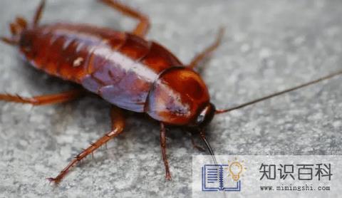 蟑螂会靠近熟睡的人吗1