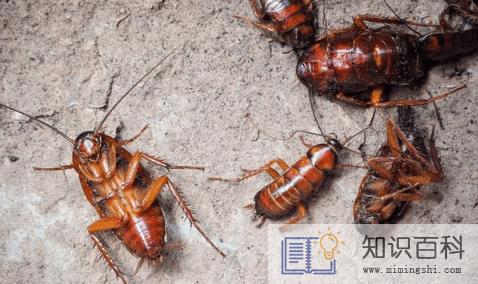 蟑螂会靠近熟睡的人吗2