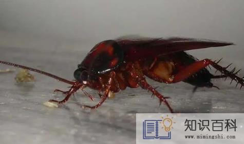 蟑螂会靠近熟睡的人吗3