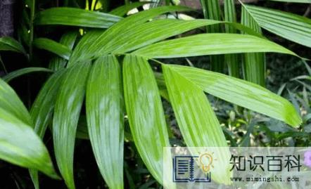 凤尾竹自己会分株吗1