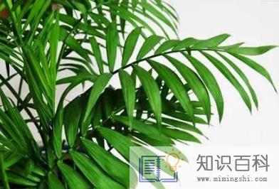 凤尾竹自己会分株吗2