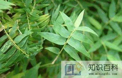 凤尾竹自己会分株吗3