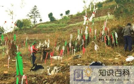 清明节挂青为什么颜色各异3