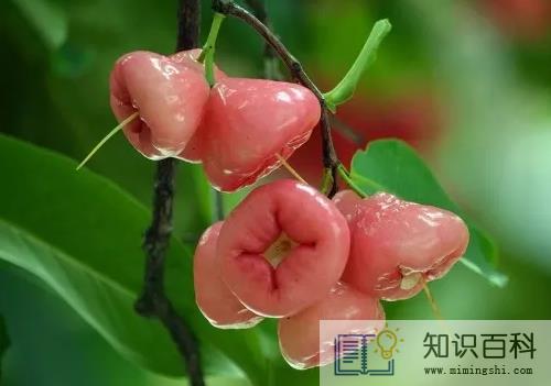 莲雾可以放行李箱托运吗3