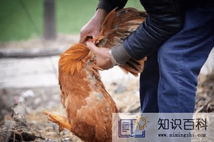 2022大年初一能杀鸡吗1