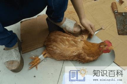 2022大年初一能杀鸡吗2